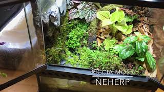 Repurposing the 12” Exoterra into a BEAUTIFUL Mini Paludarium Vivarium!! Great Success or Epic Fail?