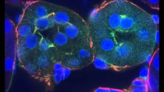 Mouse Kidney axial sectioning