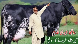 Gerlando Cow For sale at Ranjha Dairy Farm | Friesian cross cows For sale #cowsforsale #Janibest