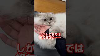 【まじごめん】猫を撫で回しすぎたら猫がこうなってしまいました。 #cat #サイベリアン #ネヴァマスカレード #猫 #shorts