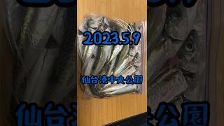 『ドキワク釣果速報2023.5.9』仙台港中央公園でサバが大量に釣れました。他にサッパやイワシも少し釣れました。