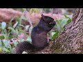 eastern gray squirrel sciurus carolinensis black morph feeding