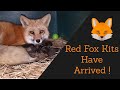 Pet Fox Had Babies !!