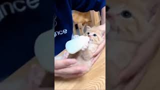 Cute Kitten Drinking Milk!