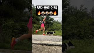 보더콜리가 산책하는 방법 | 견주의 자격 #견주의자격 #강아지 #힐링 #bordercollie #보더콜리 #반려견 #동물 #개 #달리기 #러닝 #shorts