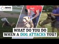 What do you do when a dog attacks you?