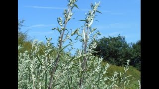 Wild Herbs : Mugwort (Artemisia vulgaris)