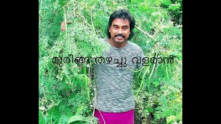 മുരിങ്ങ കായ്ക്കാൻ ശ്രദ്ധിക്കേണ്ട കാര്യങ്ങൾ How to grow the muringa tree