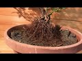 ツツジやサツキの水圧で簡単根上がり樹形^ ^azalea bonsai 今回は若鷺という品種です🌟