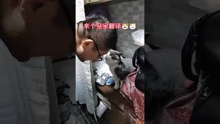 猫咪一脸的委屈，谁来翻译一下 #猫猫的心思全写在脸上了 #猫咪