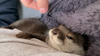 カワウソさくら 朝起きたらカワウソと猫が一緒に寝てくれてた I slept with an otter and a cat