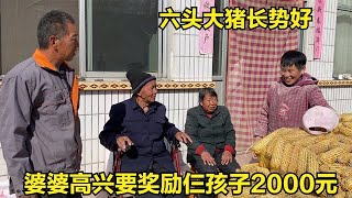 六头猪长势好，公爹提前做保暖措施，婆婆高兴要奖励仨孩子2000元【倔媳妇】