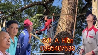 Tổng hợp A Hiền A Trường nhận cưa Cây Me Tây khủng tại Thì Trấn Cái Bè  được nhiều người dân hỗ trợ
