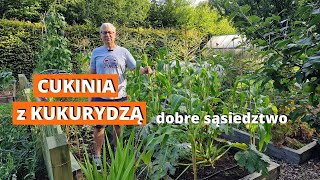 Kukurydza z cukinią, co z tego wyrosło. Współrzędna uprawa cukinii i kukurydzy.