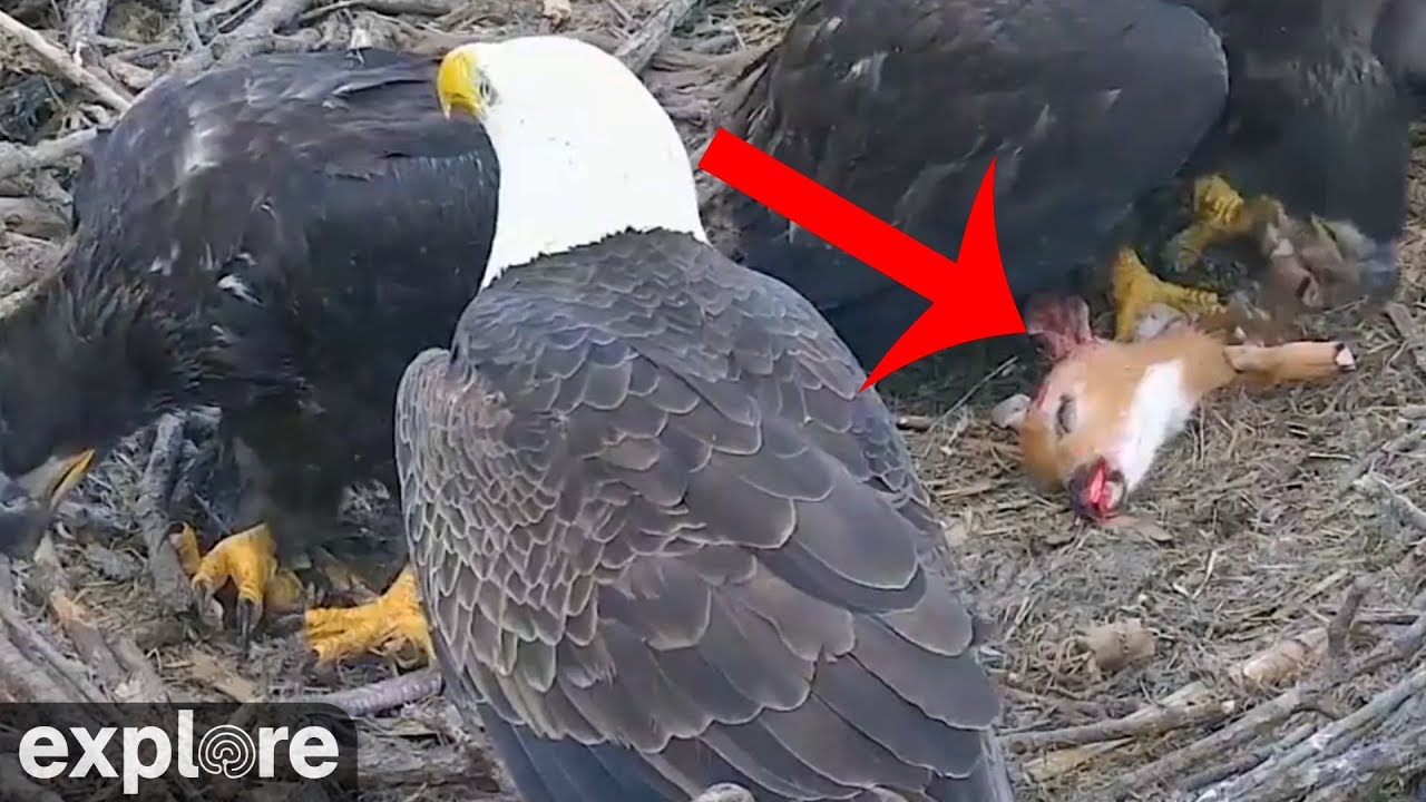 Bald Eagle Eating Deer