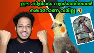 Cocktails Birds, ഇനി കൊറോണ വരില്ല ഗൂയ്‌സ് 🤣