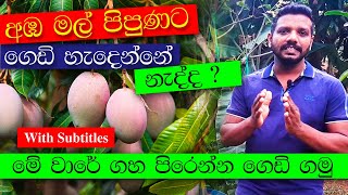 අඹ ගහේ මල් පිපුනට ගෙඩි හැදෙන්නේ නැද්ද ? Why don't bear fruits on Mango Tree?