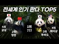 #푸바오 3위? 전세계에서 가장 인기 많은 #판다 TOP 5