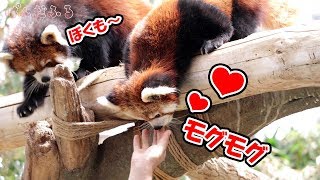 【レッサーパンダ】三つ子たちのおやつタイム 神戸どうぶつ王国 ぱんだふる動画 Redpanda Kobe Amimal Kingdom