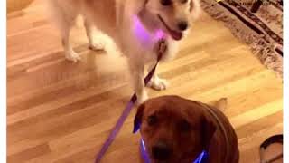 Freshglow LED Pet Dog Collar