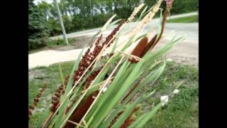 Bulrush ( in a vase)  EASY TO DO