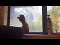 The real way to clean soap scum and hard water stains off bathroom windows and doors! INCREDIBLE!