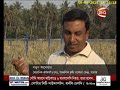 ব্লাস্ট প্রতিরোধী গমের নতুন জাত উদ্ভাবন  channel 24 youtube