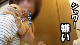 ガッチリホールドで嫌いなシャワーを耐える猫が健気で可愛い