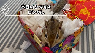 本日のシマリス ロンくん　Today's Chipmunk Ron-kun