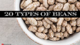 20 Types of Beans #plantscience4u