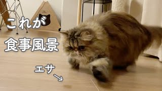 最近食べ方のクセが強めの猫。エキゾチックロングヘアのはまちさんのお食事風景。