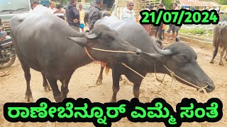 Ranebennur Buffalo Market || ರಾಣೇಬೆನ್ನೂರ್ ಎಮ್ಮೆ ಪ್ಯಾಟಿ || Every Sunday Morning Market ||