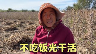 二条和老妈上地收豆子 饿了坐地头找吃的 老妈：我也没带饭啊！