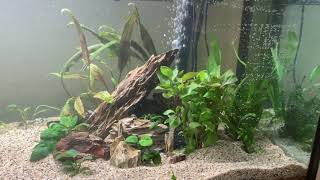 135 Gallon Planted Discus Tank pt 1