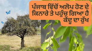 ਕਿਸੇ ਸਮੇਂ ਚੋਇਆ ਨਹਿਰਾਂ ਤੇ ਆਮ ਮਿਲਦਾ ਸੀ ਇਹ ਰੁੱਖ।।ਕੇਂਦੂ/ਤੇਂਦੂ/ਬਿਸਤੇਂਦੂ ਰੁੱਖ, ਫਲ ਅਤੇ ਬੀਜਾਂ ਵਾਰੇ ਜਾਣਕਾਰੀ