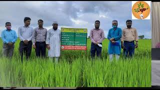 মৌসুমওয়ারী ধানের জাত, মিনিকেট, গোল্ডেন রাইস নিয়ে কথা বলছেন ব্রি (BRRI) এর বিজ্ঞানী ড. ইব্রাহিম স্যার