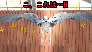 【2mの翼の閉じ方】カッコ良すぎるね、ふたばちゃん!【春のふたば3】spring futaba3  Futaba,the Shoebill　掛川花鳥園ハシビロコウふたば  2023年3月