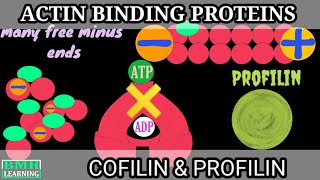 Actin Binding Proteins | Cofilin \u0026 Profilin | Accessory Proteins Of Actin Cytoskeleton |