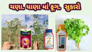 ચણા માં ધાણા માં સુકારો l વાદળછાયા વાતાવરણમાં ખાસ માવજત #નિલમ_એગ્રો_કેમિકલસ_તળાજા#khetikasagar