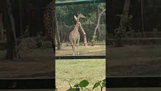 Patna chidiya Ghar Patna zoo.         #zoo #vlog #youtubeshorts  #youtube #animals #shorts