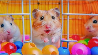 Hamster Escape the Ball Pit Pool Maze for Pet 🐹 Hamster Maze