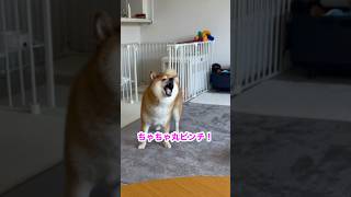 【ちゃちゃ丸】柴犬ピンチ #shorts