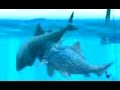 Hungry Shark Evolution Big Daddy vs Megalodon - eating 6 Megalodons for Mega Feast Quest