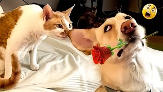 Super Funny Animals That Will Make You Laugh Non-Stop😹Compilation Of The Funniest Dog And Cat Videos