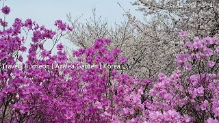 부천 여행 | 진달래 동산 | 원미산 | 진달래꽃 축제 Azalea Flowers | Azalea Garden | Festival in Bucheon | Korea | Travel