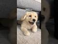 How my puppy greets people🐶 #dogs #dogshorts #puppy #goldenretriever #goldenretrieverpuppy #puppies