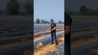 Water Mellon farming in Odisha | tarabhuja chasa