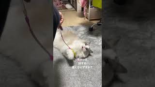 【ラグドール】高速猫じゃらし #ねこ #ねこのいる生活 #ラグドール #ねこじゃらし #ねこ動画