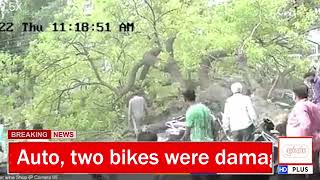 Parbhani: A tree suddenly uprooted on a busy road; Auto two bikes were damaged.