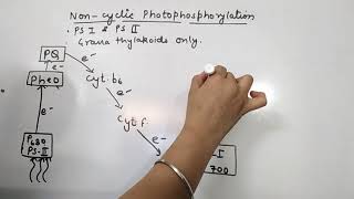 Cyclic and Non-cyclic Photophosphorylation